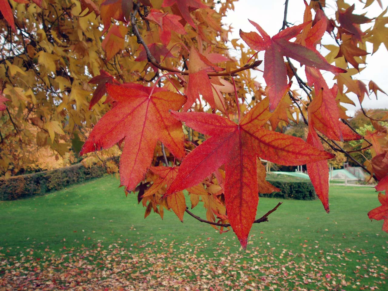 Liquidambar Saint-Denis feuilles