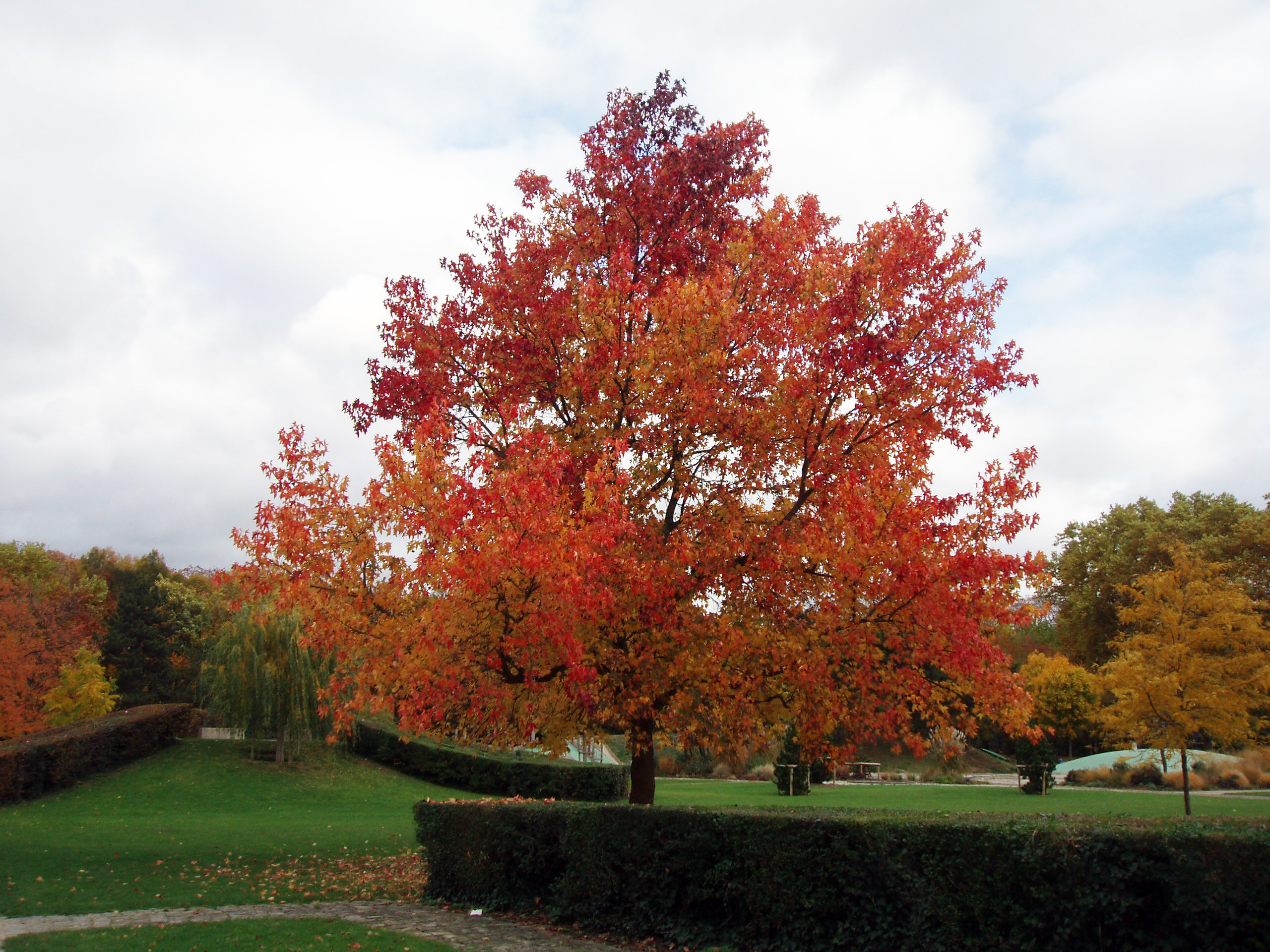 Liquidambar Saint-Denis