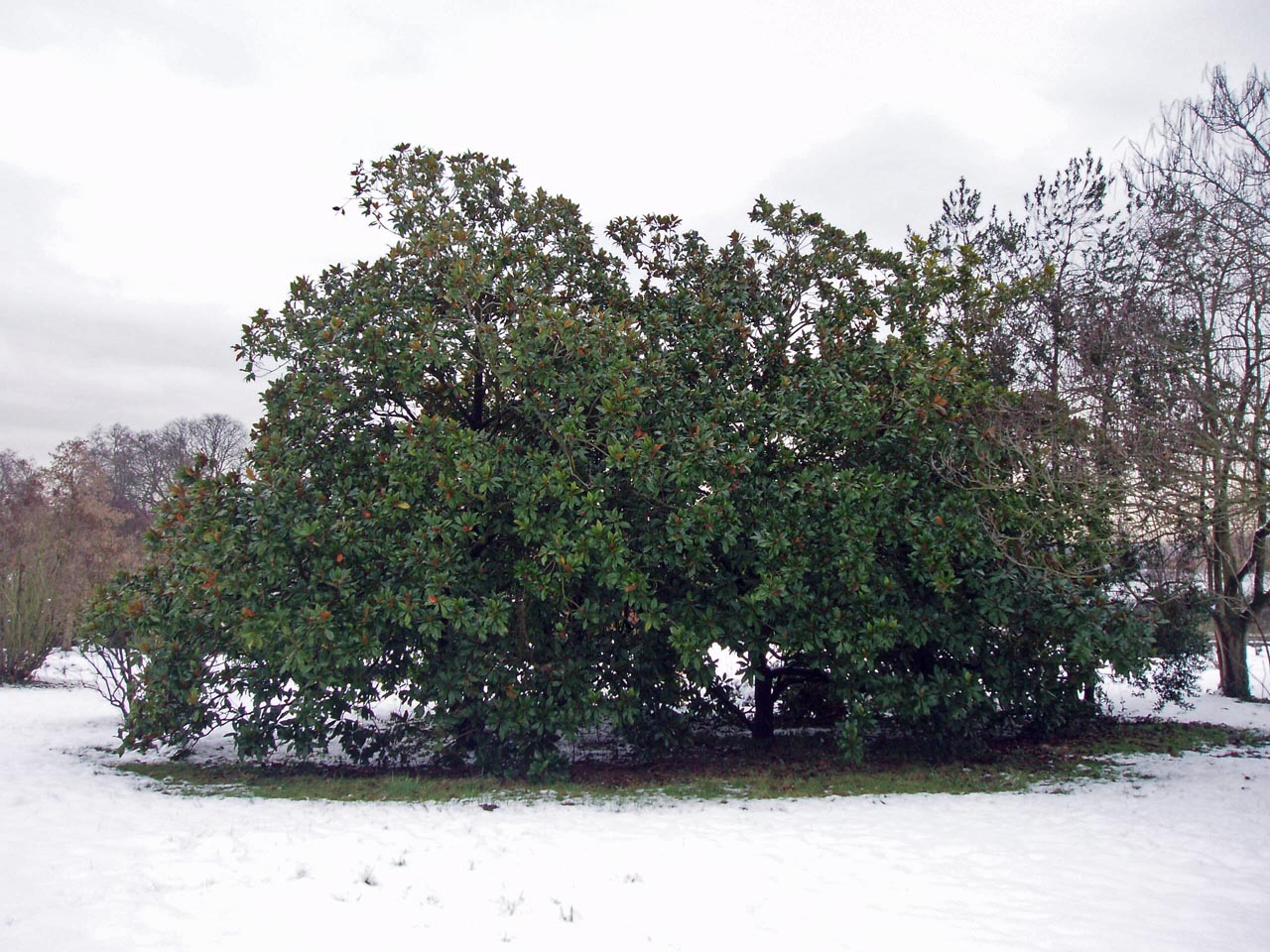 Magnolia Arboretum Paris