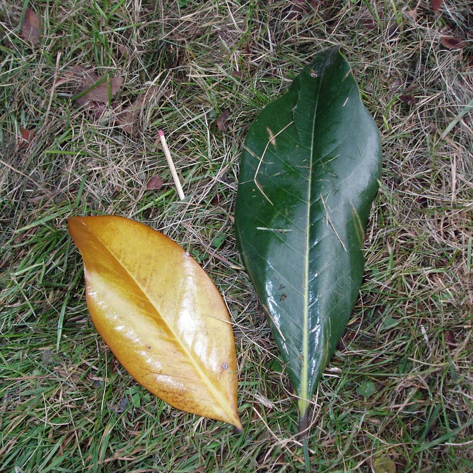 Magnolia (feuille)