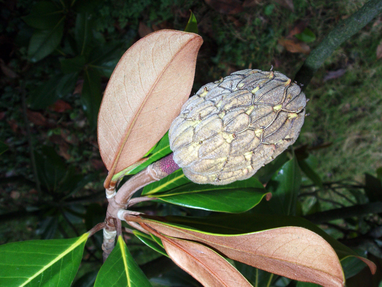 Magnolia (fleur)