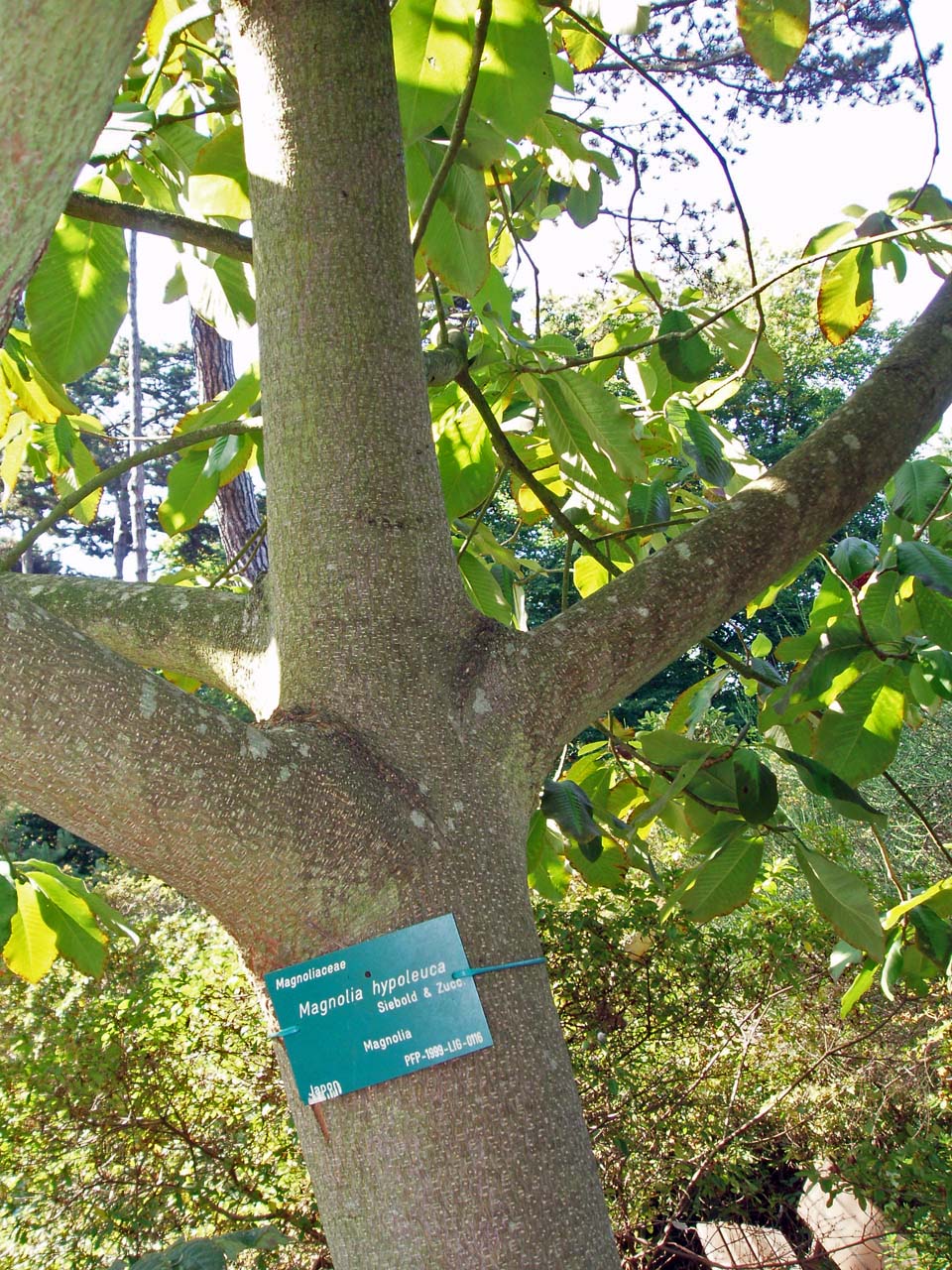 Magnolia Parc Floral (tronc)