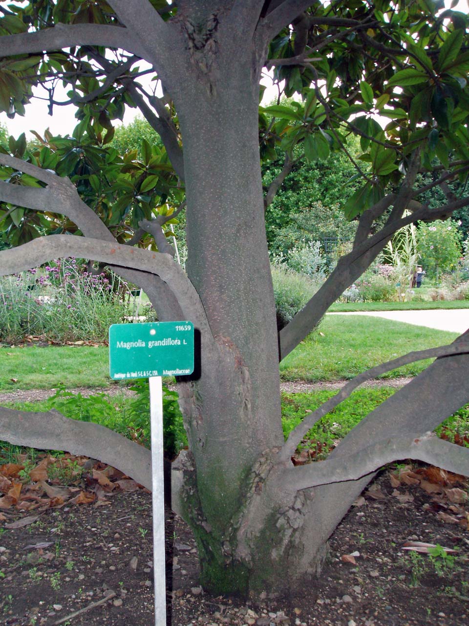 Magnolia Grandiflora (tronc)