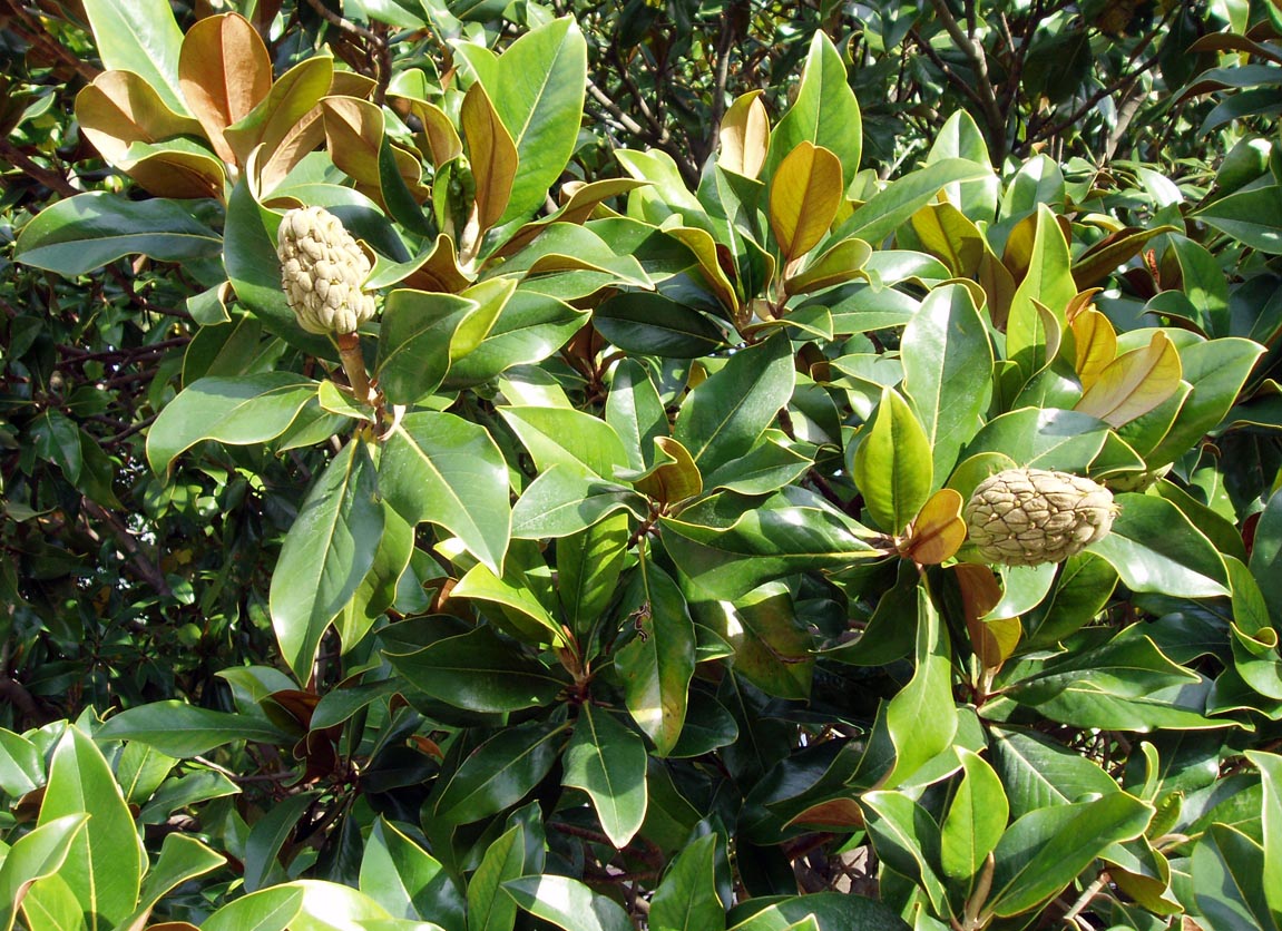 Magnolia Grandiflora (feuilles)