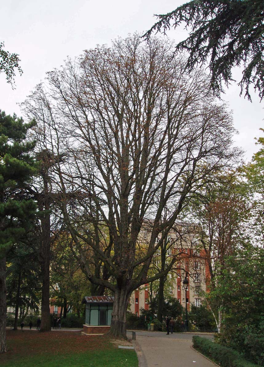 Marronnier Parc Montsouris