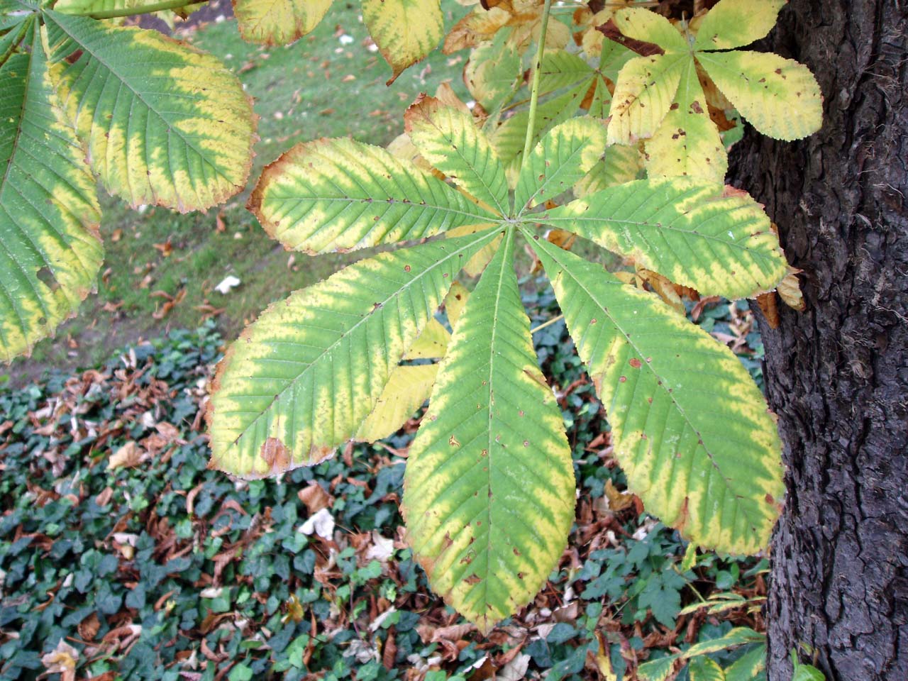 Marronnier (feuilles)