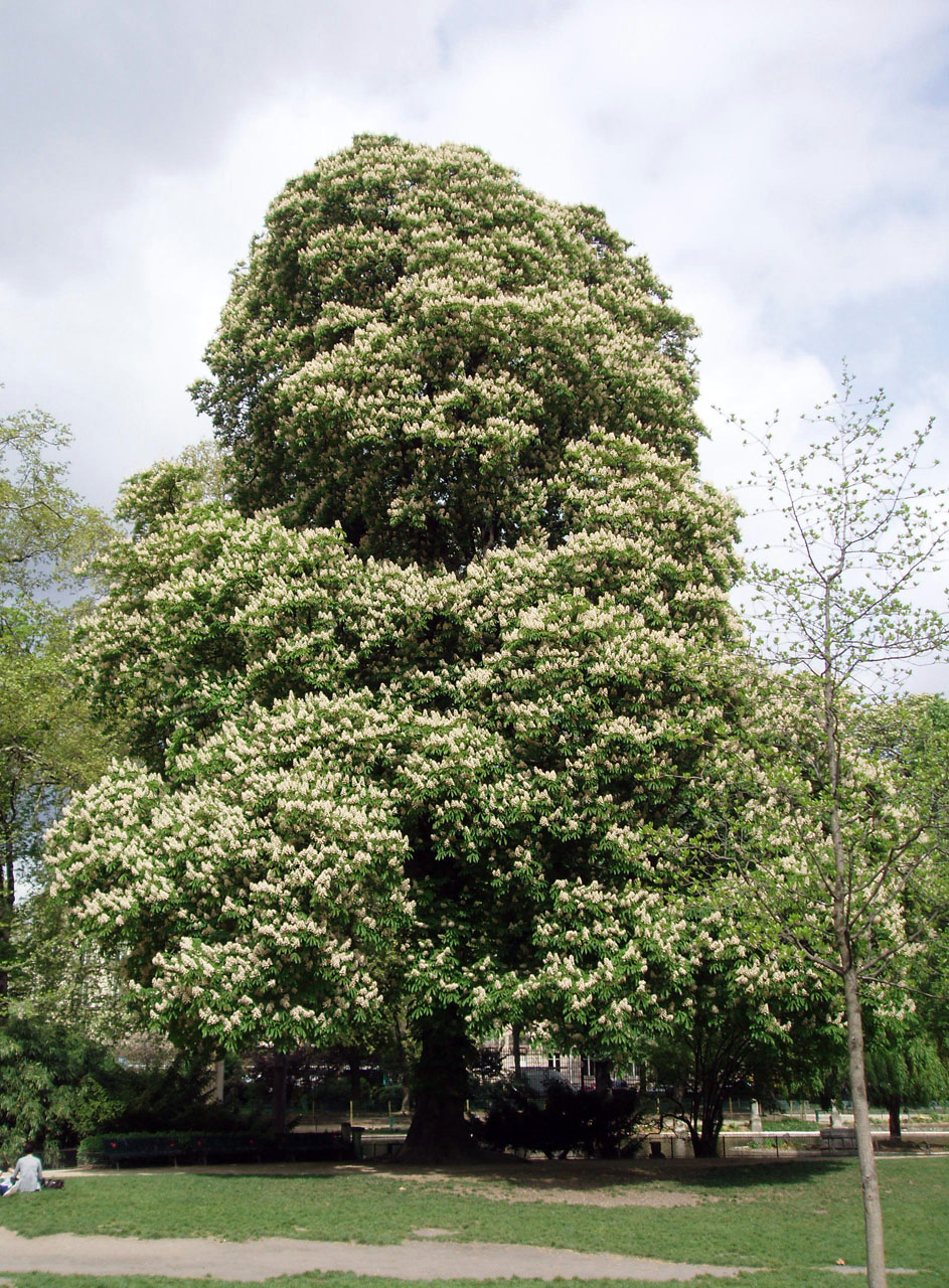 Marronnier Parc Monceau