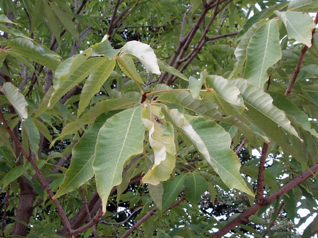 Marronnier Inde (feuilles)