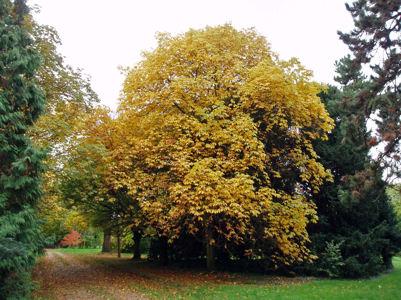 Marronnier rouge Arboretum