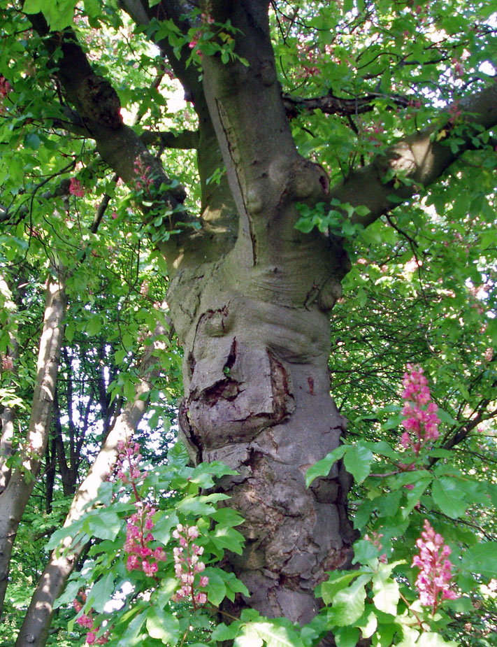 Marronnier rouge Arboretum (tronc)