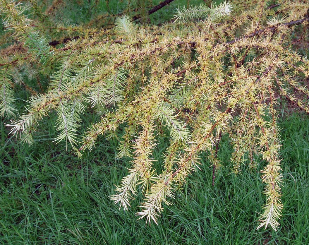 Mélèze du Japon (feuilles)