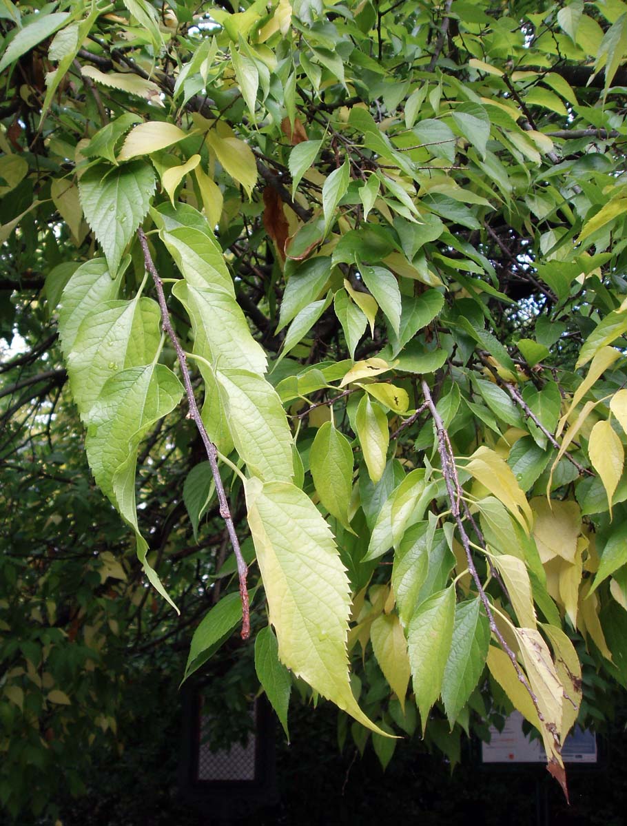 Micocoulier (feuilles)