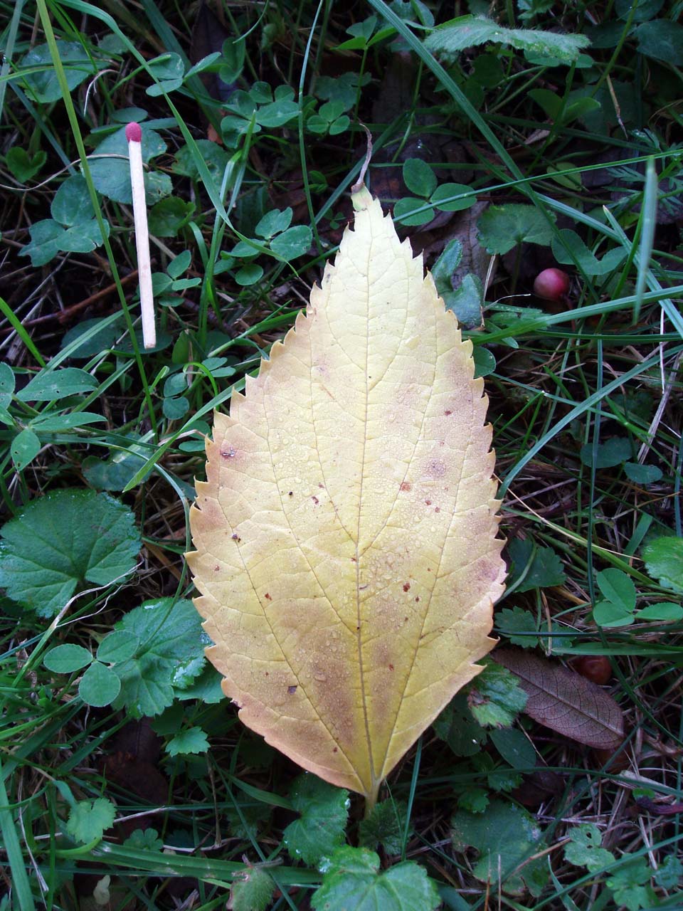 Micocoulier (feuille)