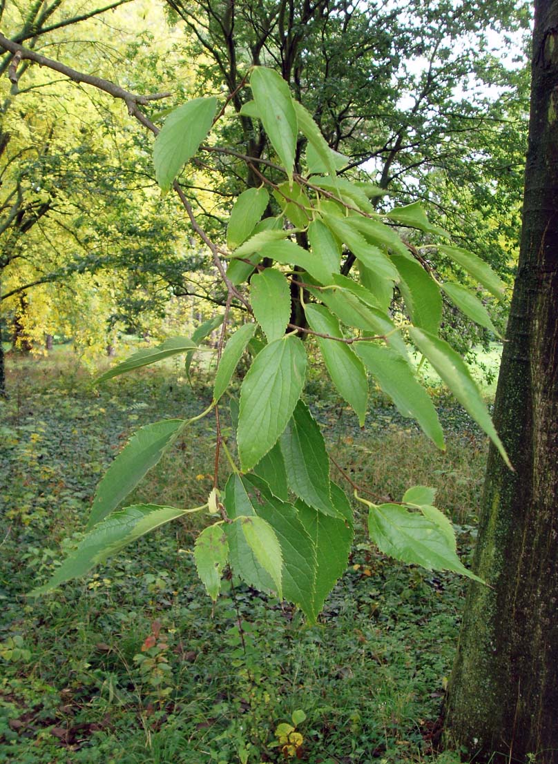 Micocoulier (feuilles)