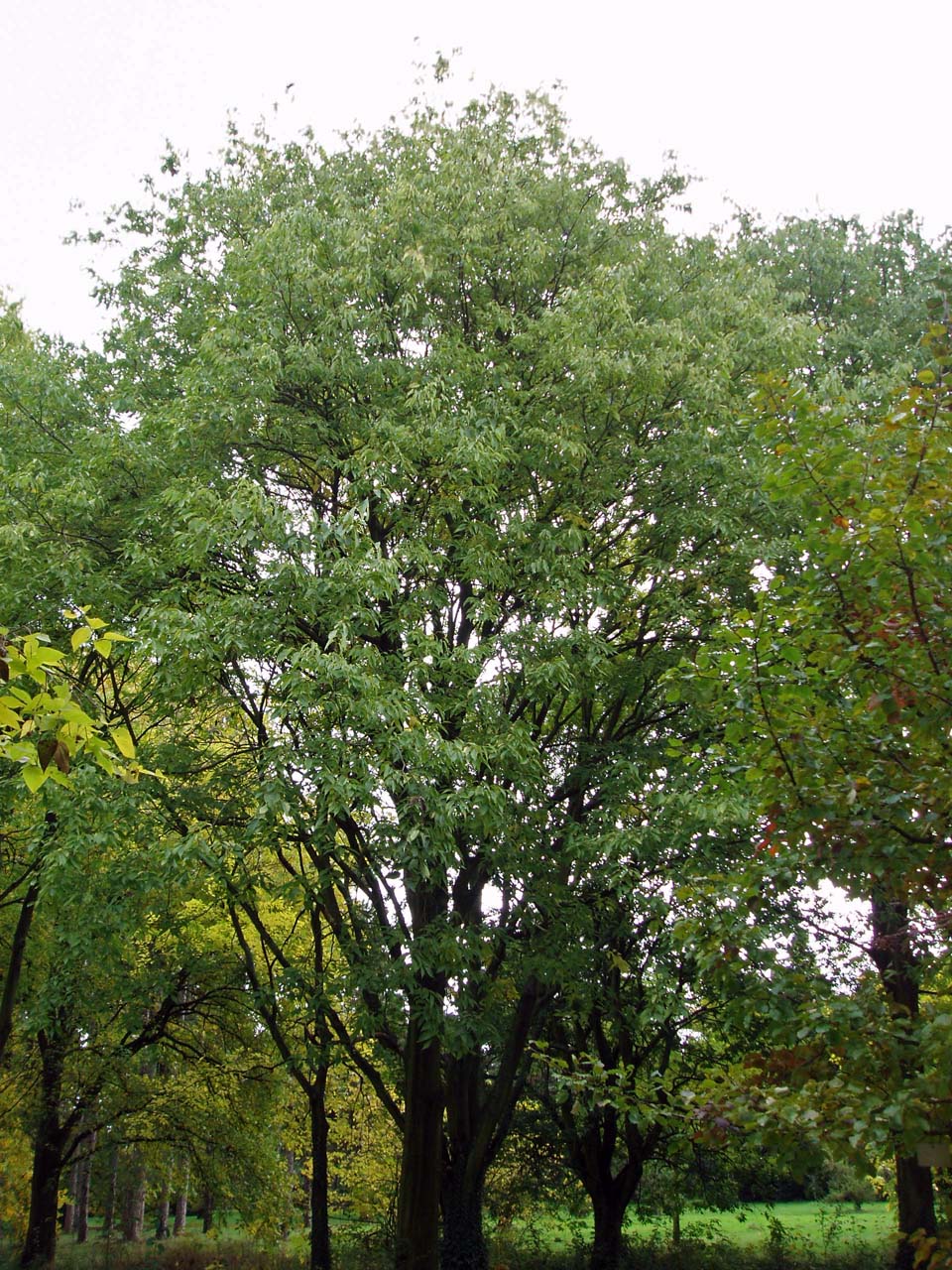 Micocoulier de Virginie Arboretum