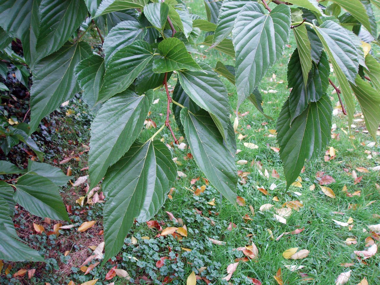 Mûrier (feuilles)