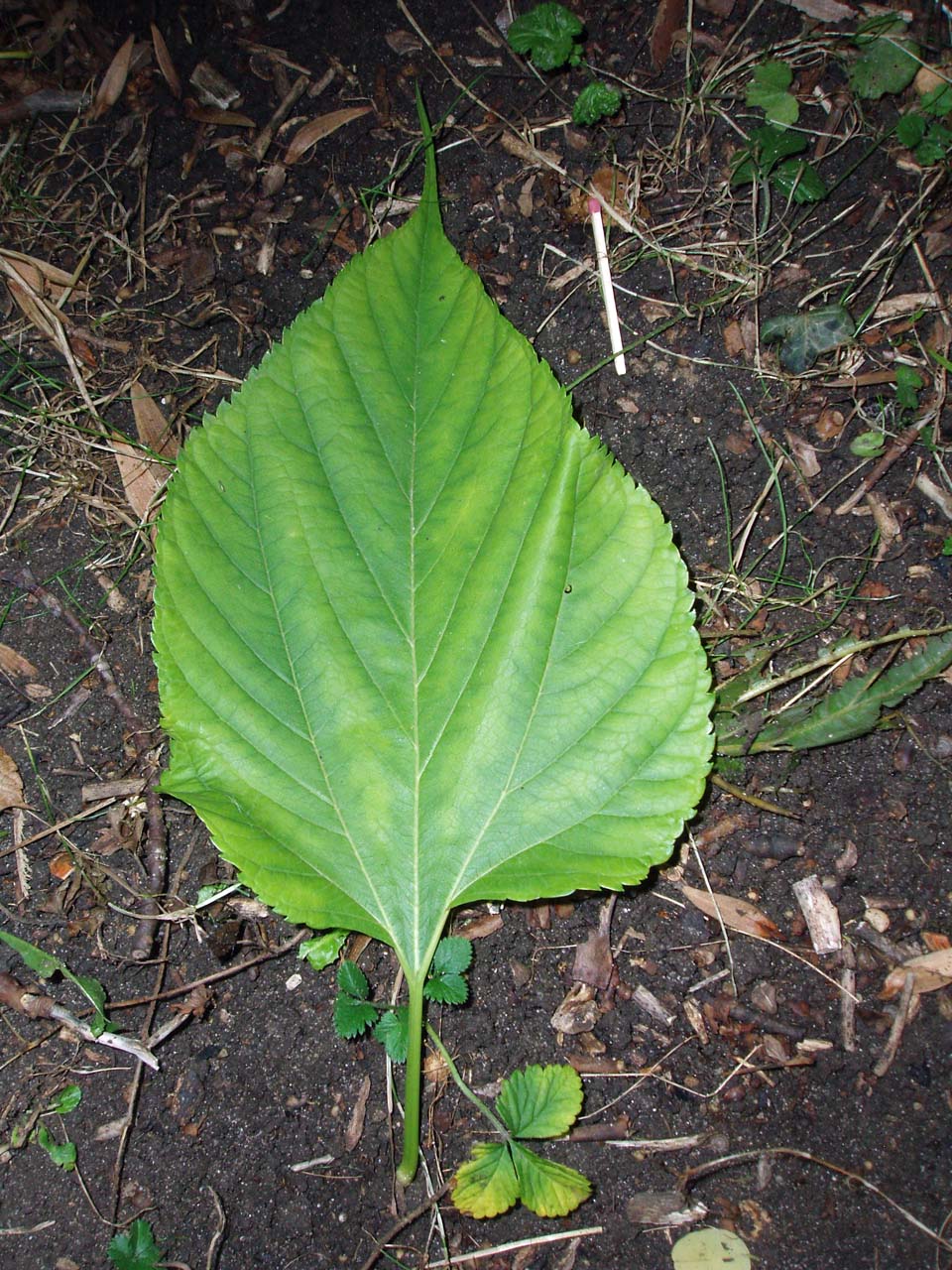 Mûrier (feuille)