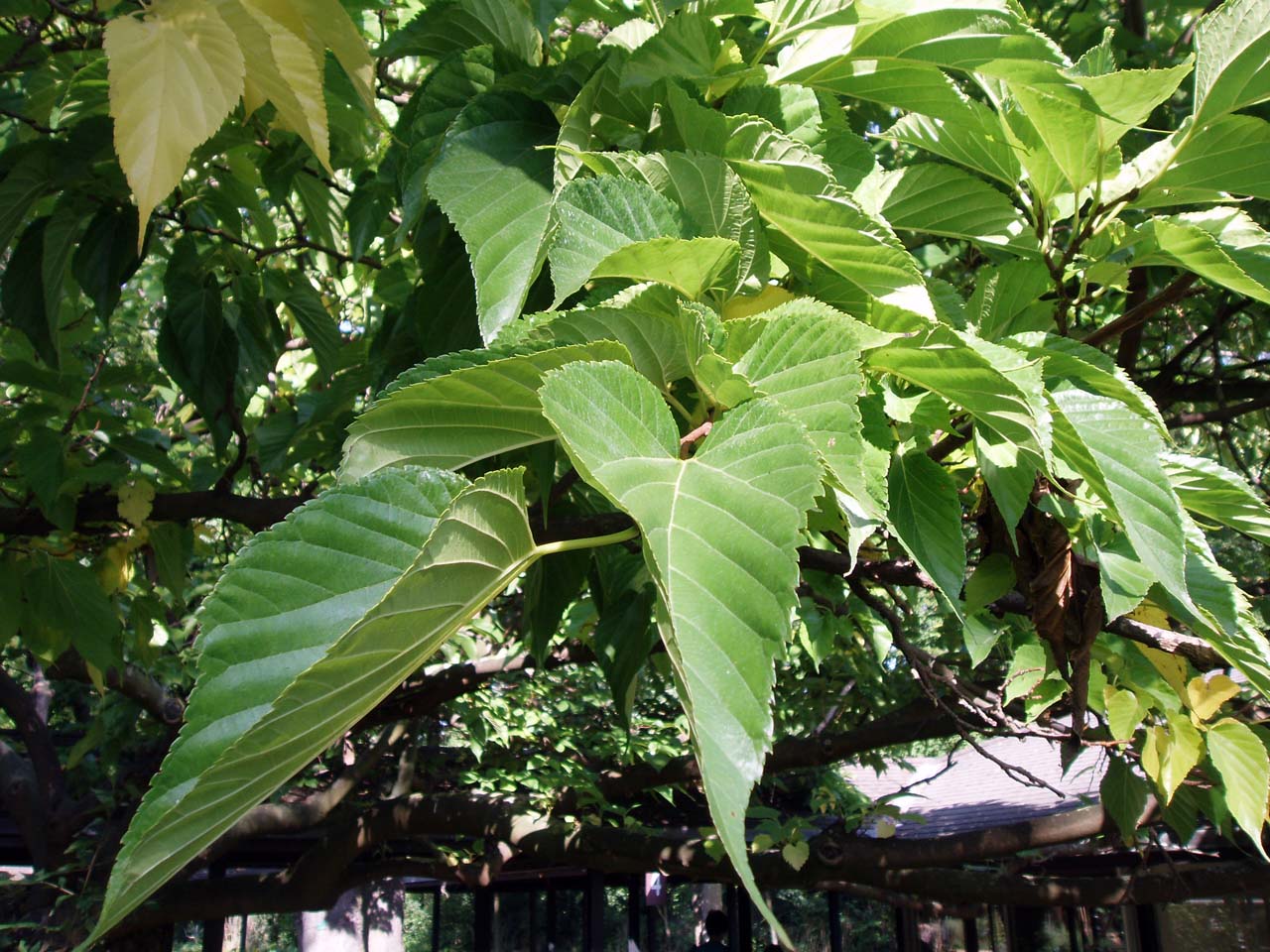 Mûrier blanc (feuilles)