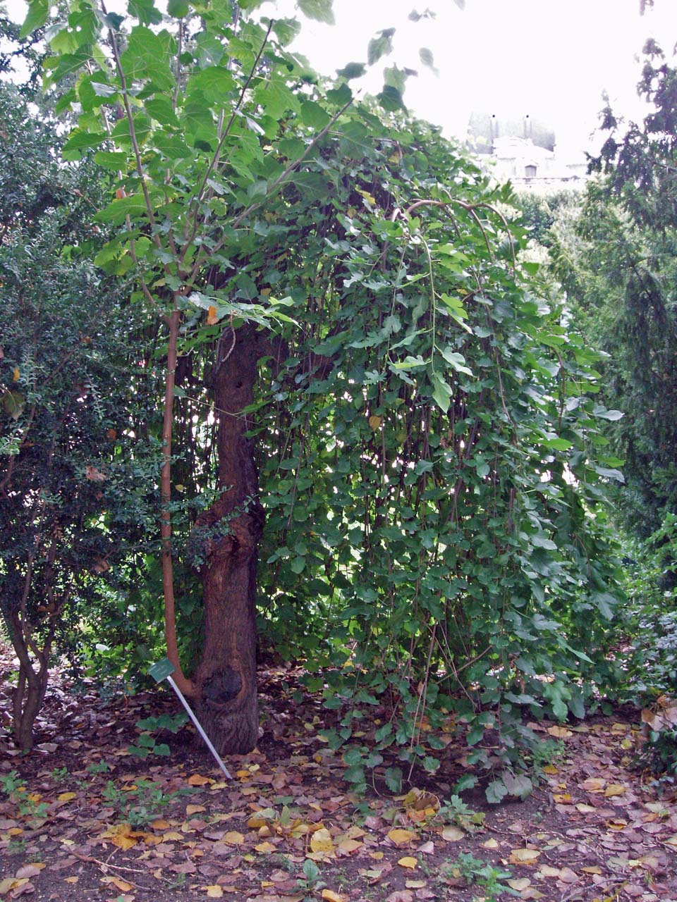 Mûrier blanc pleureur Jardin du Luxembourg