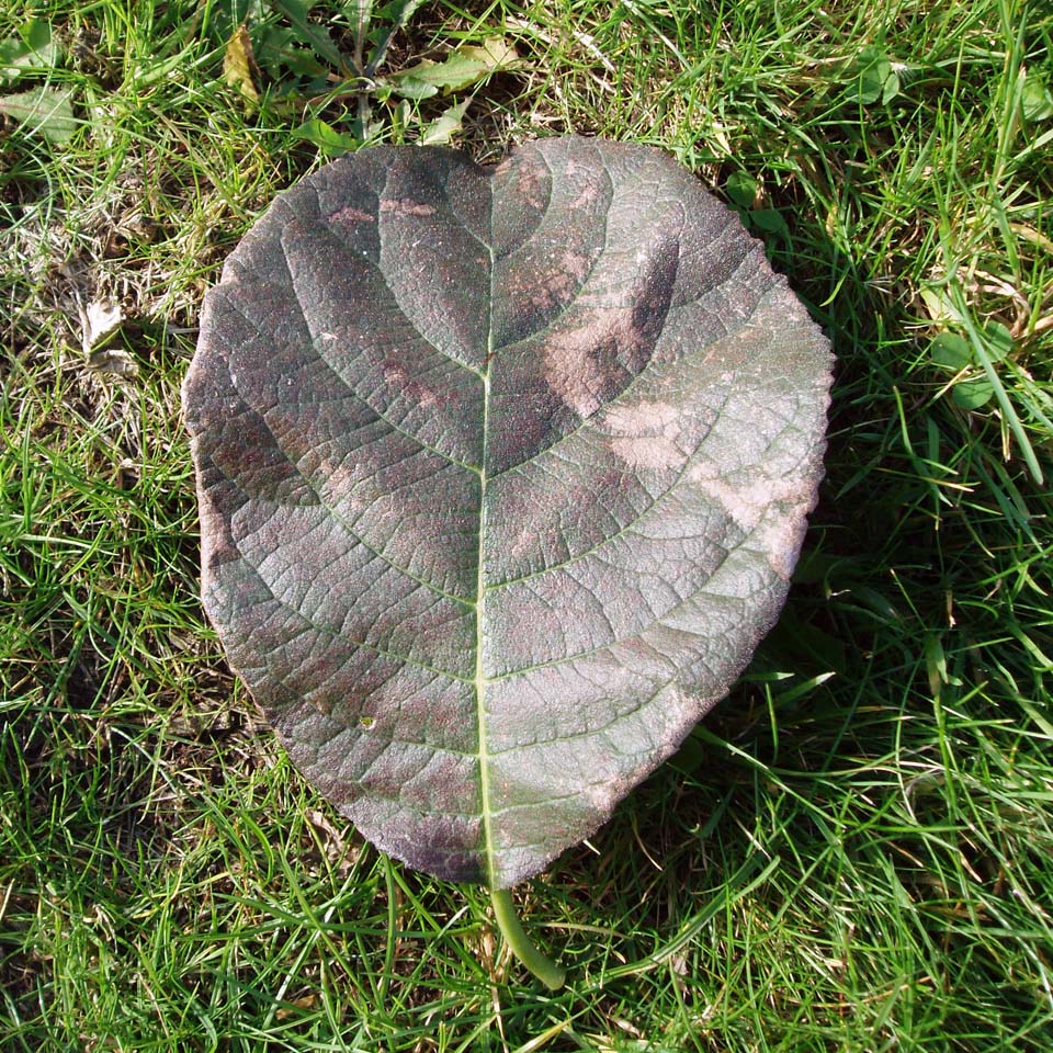 Mûrier noir (feuille)