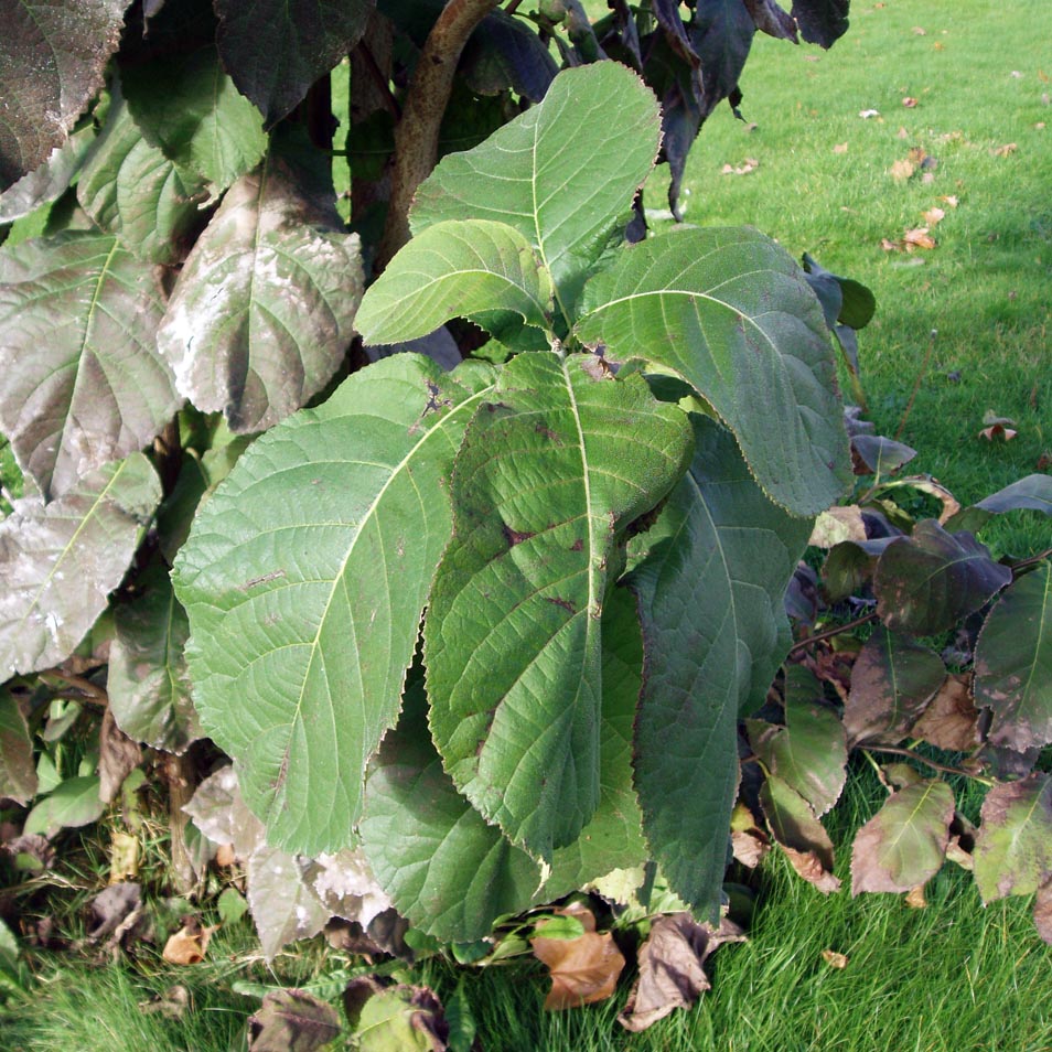 Mûrier noir (feuilles)