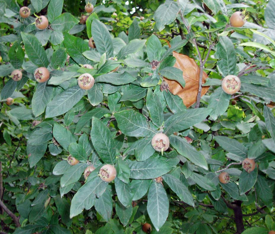 Néflier (feuilles)