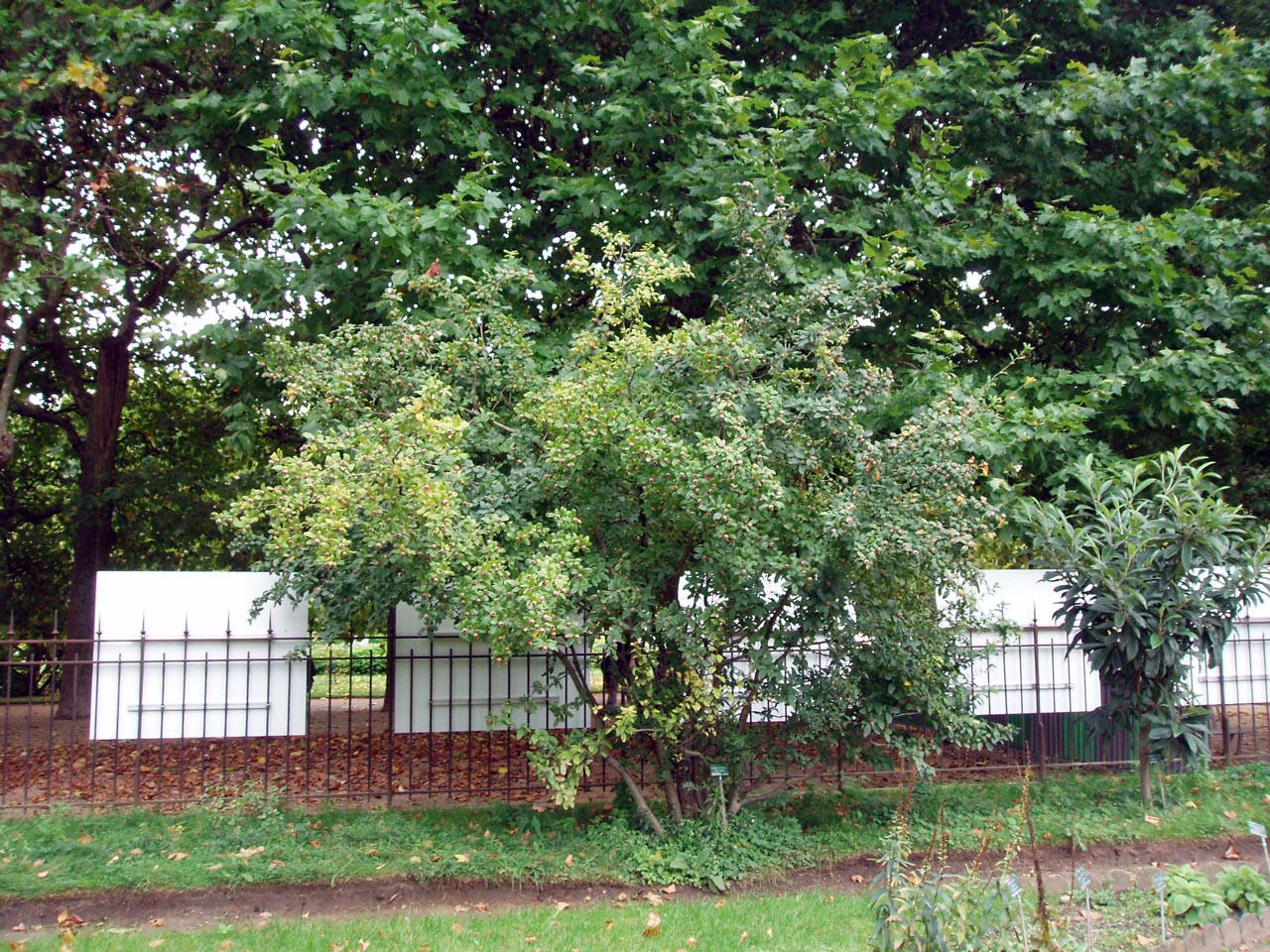 Néflier Jardin des Plantes