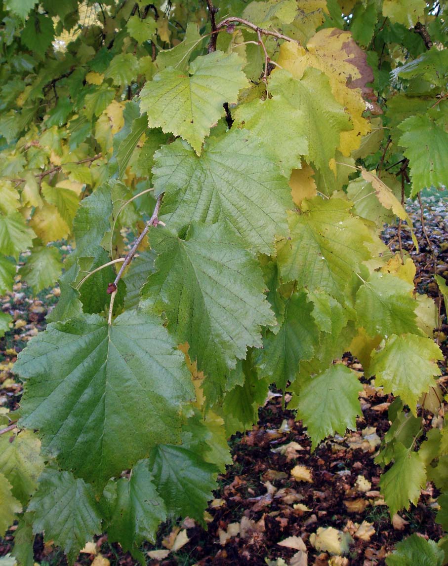 Noisetier de Byzance (feuilles)