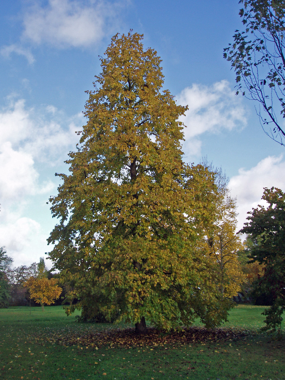 Noisetier de Byzance Arboretum