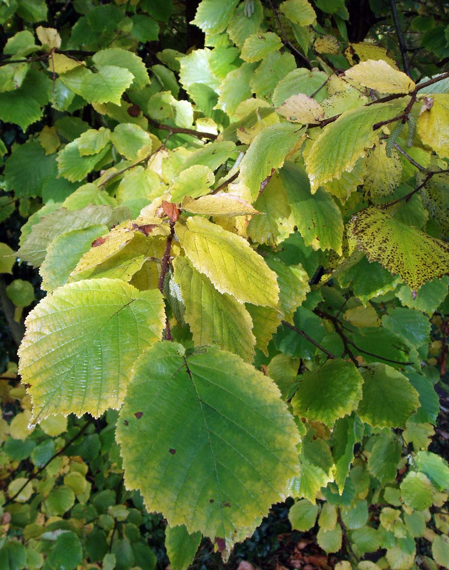 Noisetier de Byzance (feuilles)