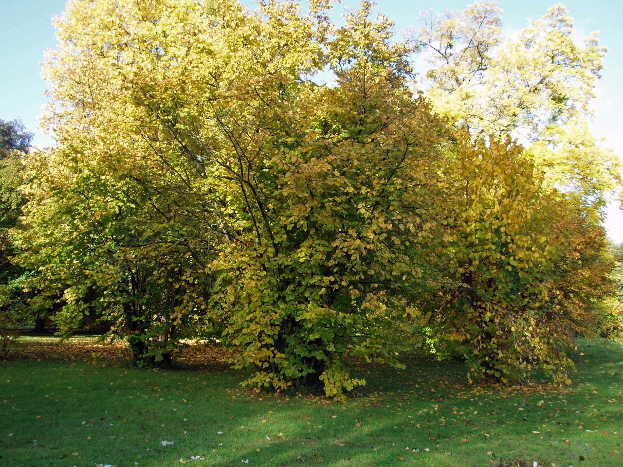 Noisetier de Chine Arboretum