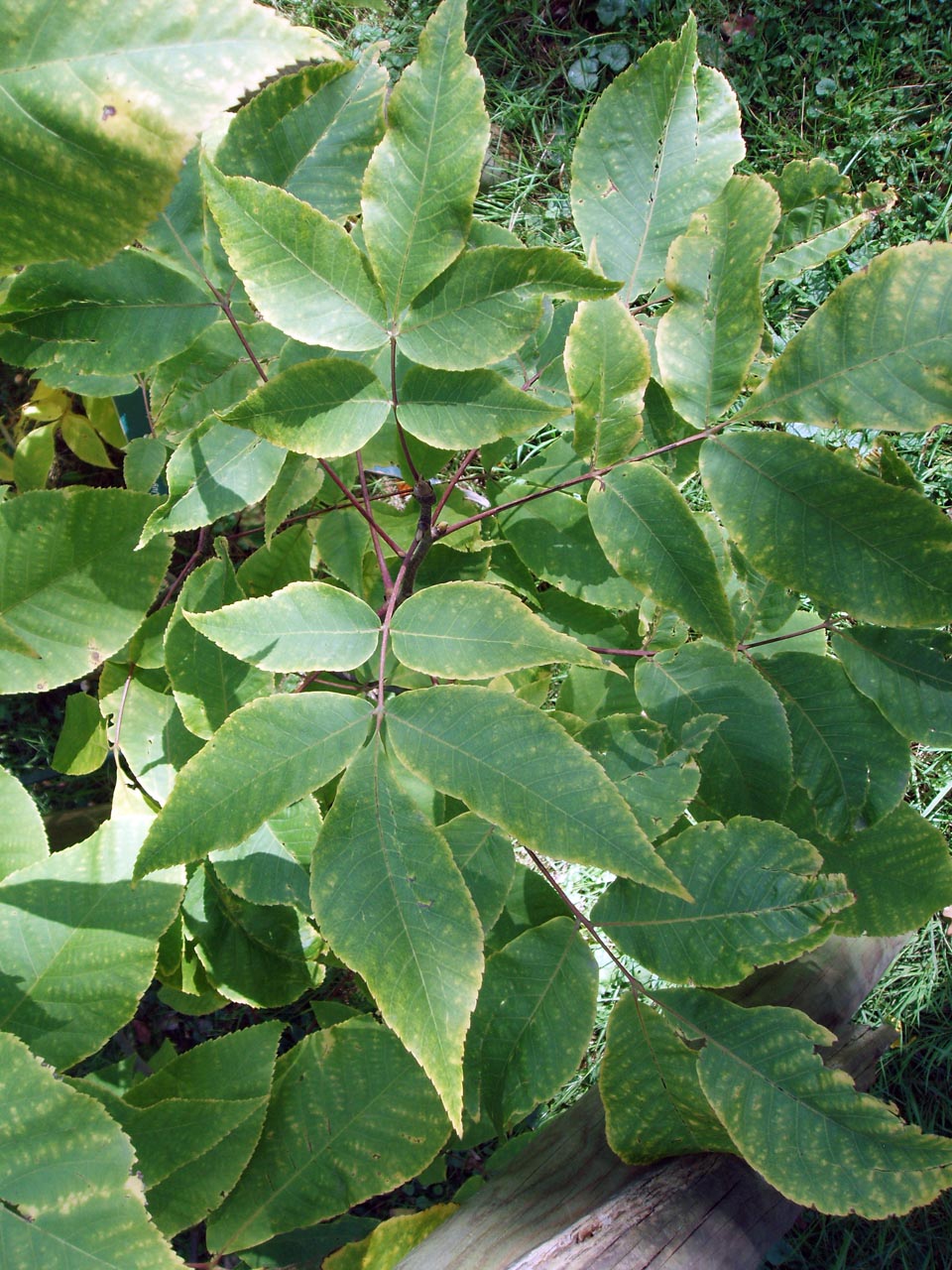 Noyer blanc (feuilles)