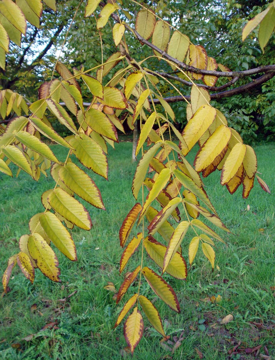 Noyer cendré (feuilles)