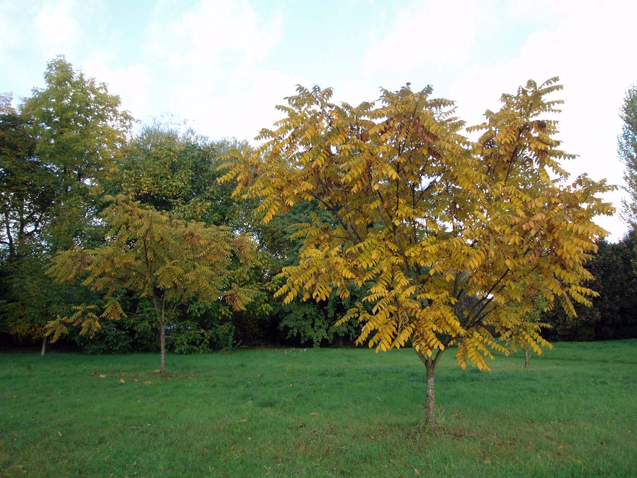 Noyer cendré Arboretum