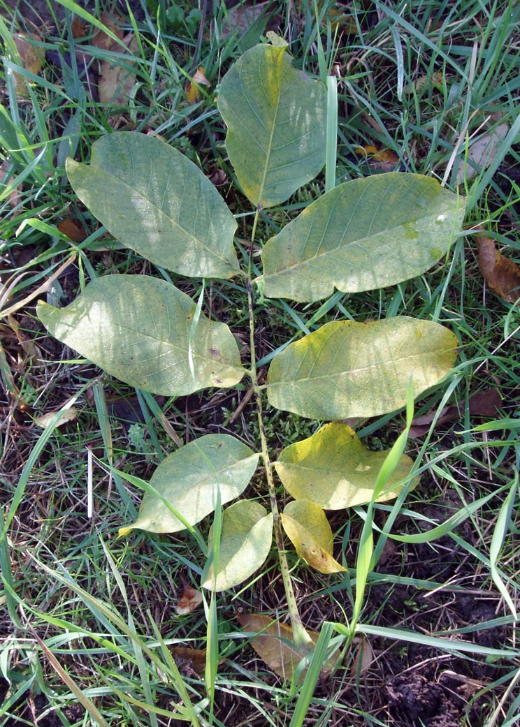 Noyer commun (feuilles)