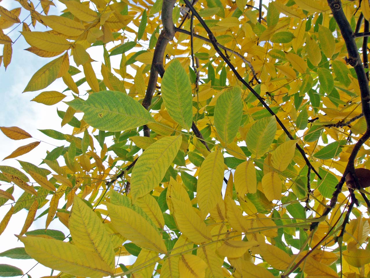 Noyer noir (feuilles)