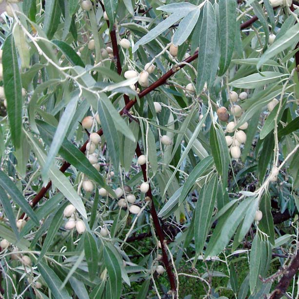 Olivier de Bohême (feuilles)