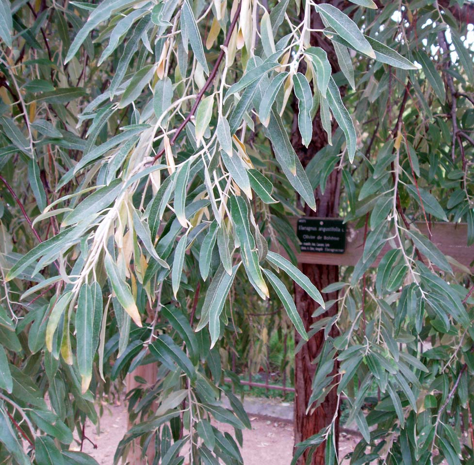 Olivier de Bohême (feuilles)