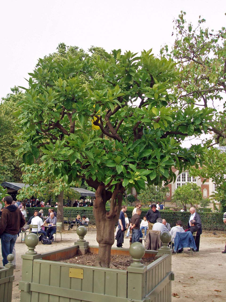 Oranger Jardin du Luxembourg