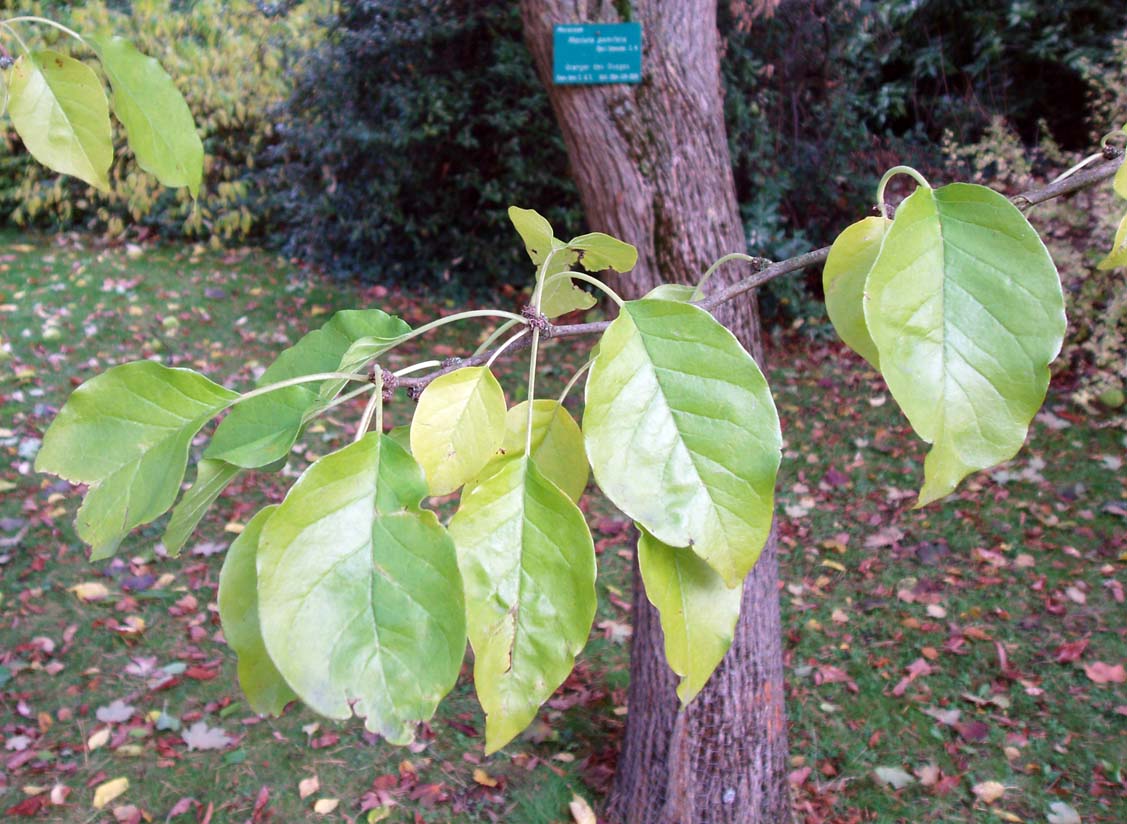 Oranger des Osages (feuilles)