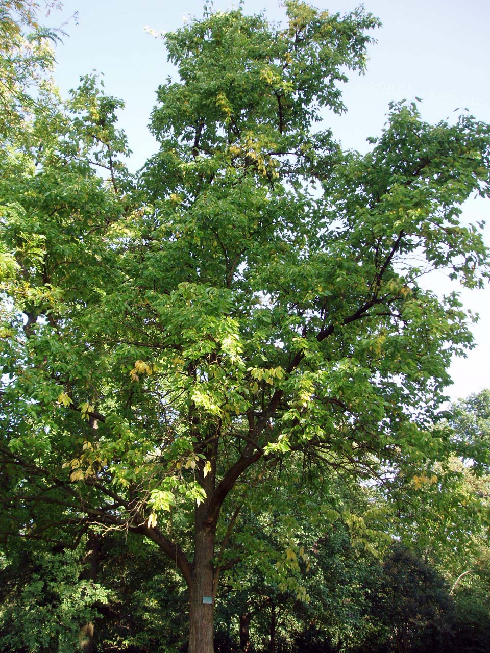 Oranger des Osages Parc Floral