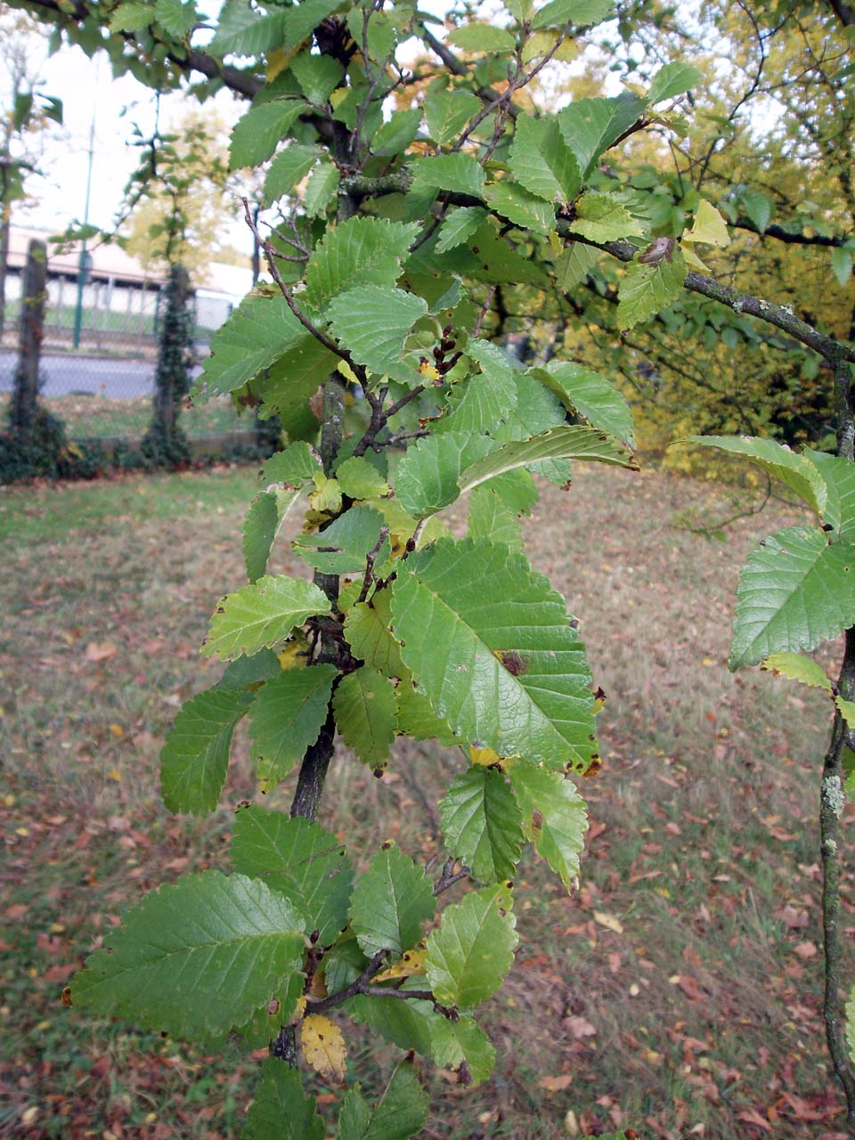 Orme hollandais (feuilles)