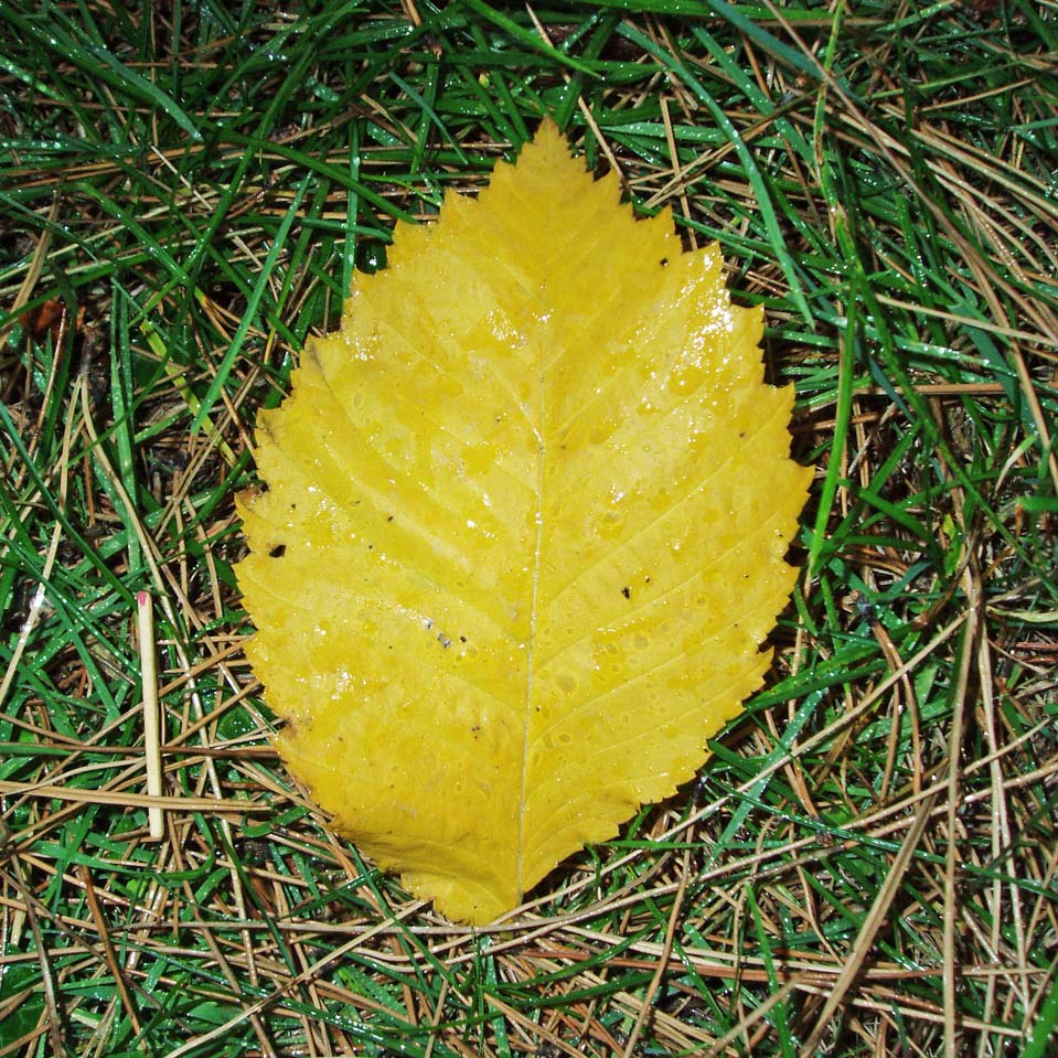 Orme lisse (feuille)