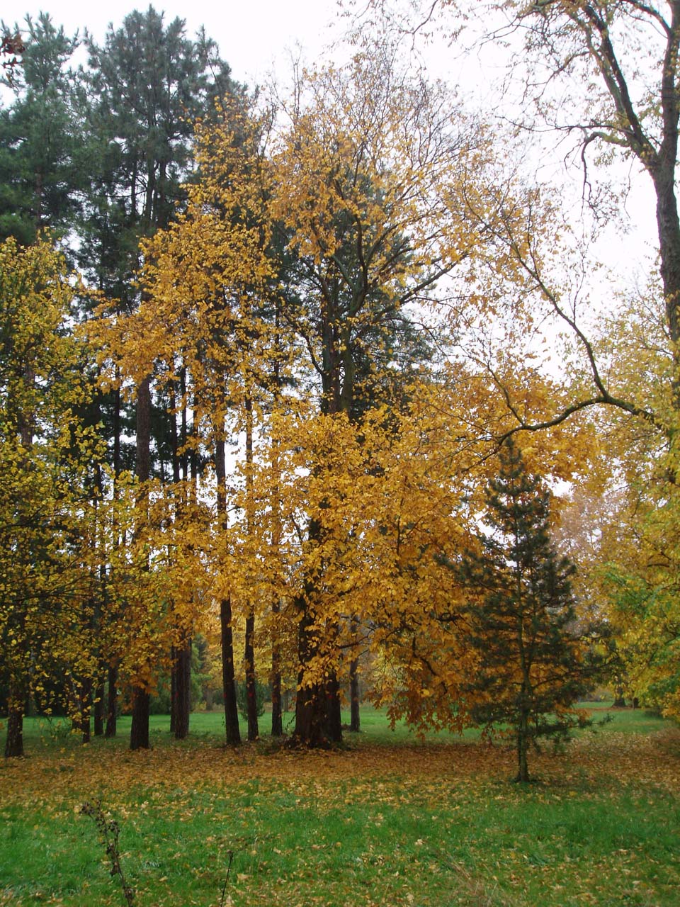 Orme lisse Arboretum