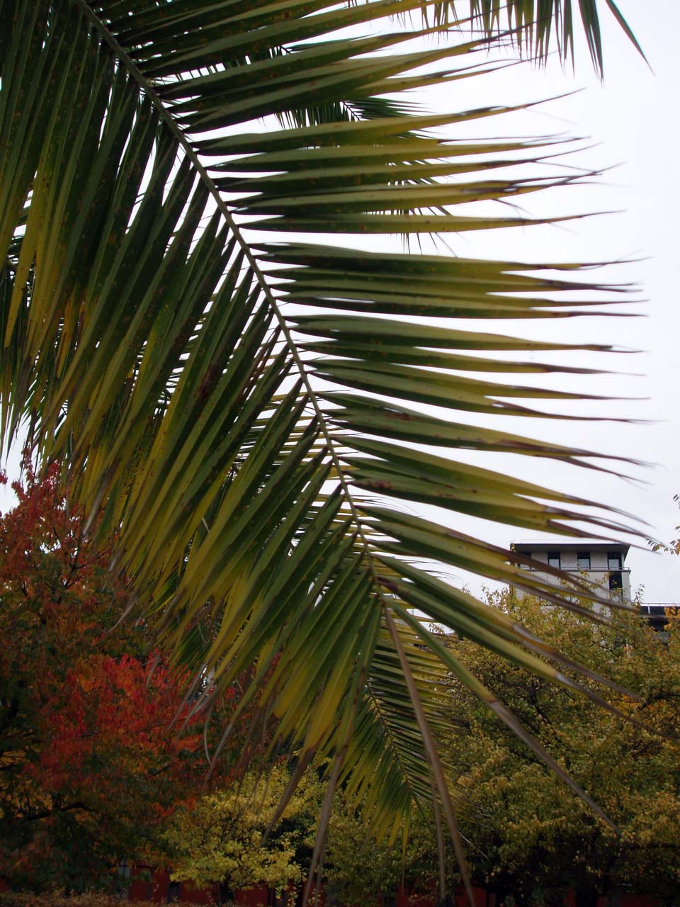 Palmier (feuilles)