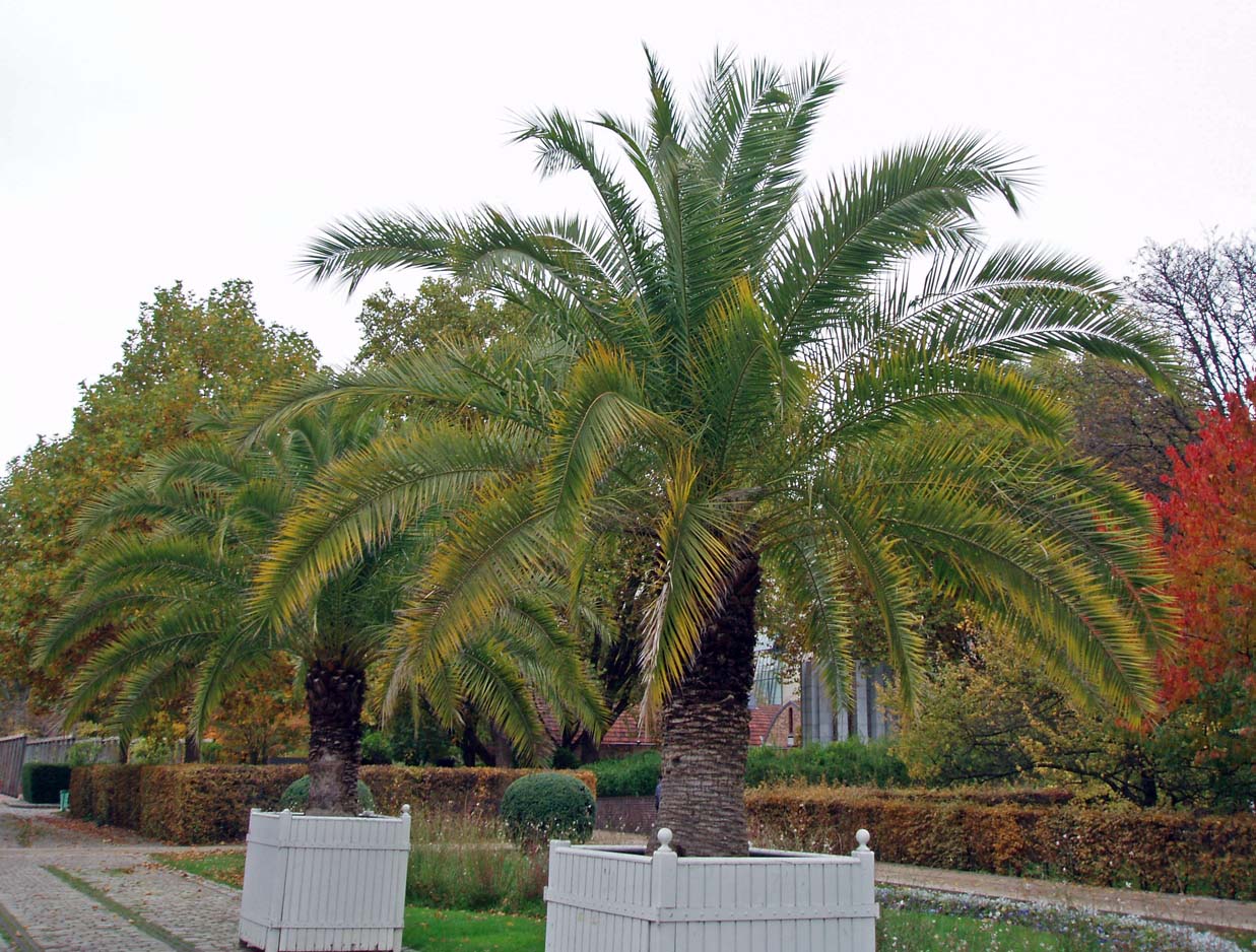 Palmier - Parc floral - Paris