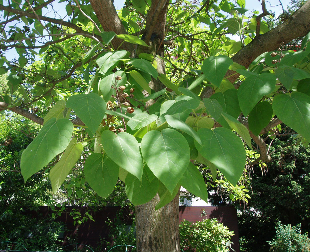 Paulownia (feuilles)