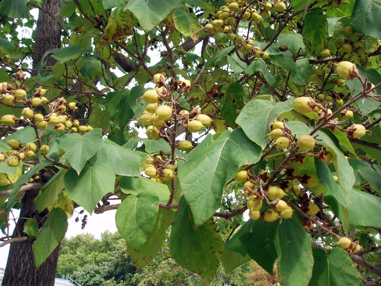 Paulownia (feuilles)