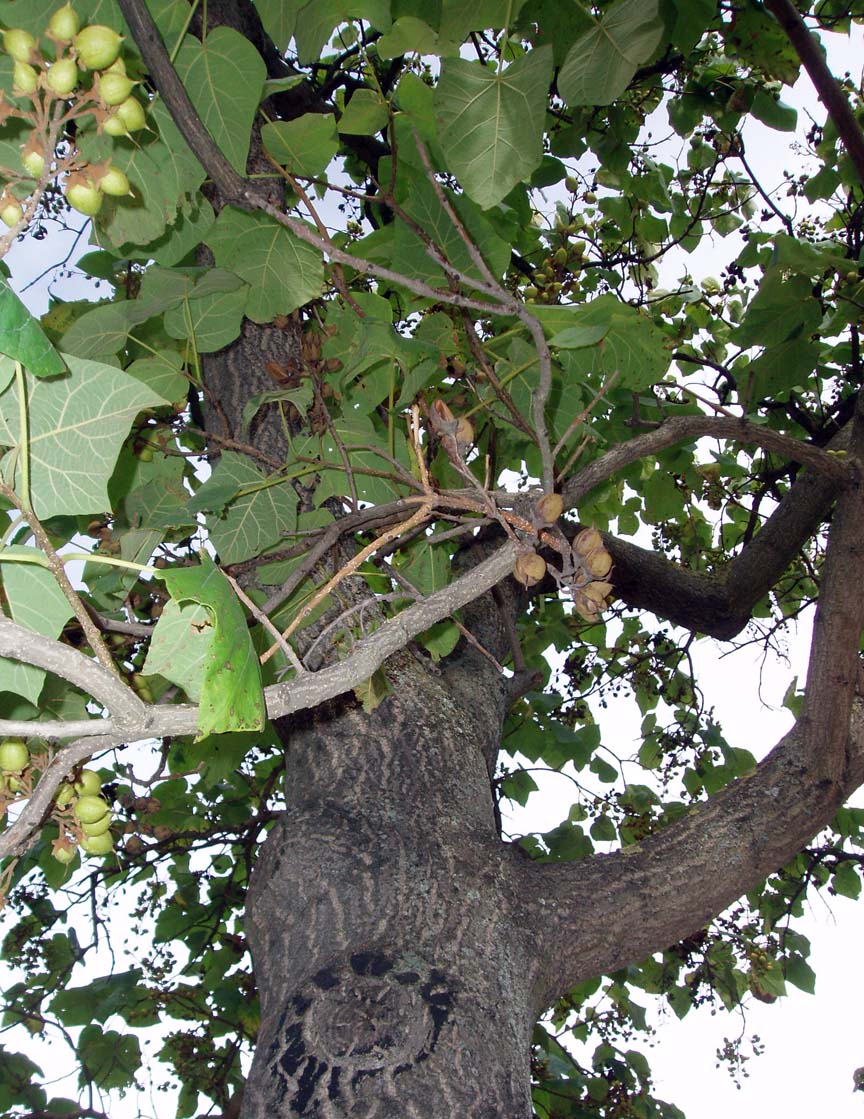 Paulownia (tronc)