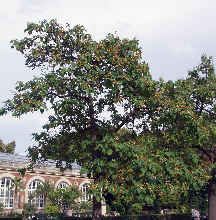 Paulownia Jardin du Luwembourg